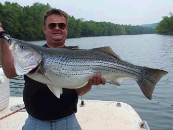 greg-carey