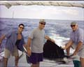 sailfish002