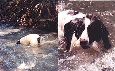 allie-springer-trout