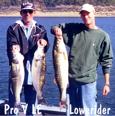 provle-lowerider