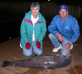Eulis-Francis-95lbs-Blue-Cat