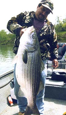 big-striper2
