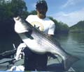 big-striper1