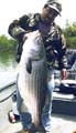 big-striper2