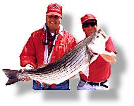 Big Striper