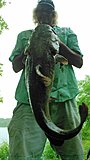 Click image for larger version.&nbsp;

Name:	Chuck Green Giant.jpg&nbsp;
Views:	192&nbsp;
Size:	41.8 KB&nbsp;
ID:	11233