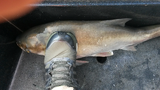 Click image for larger version.&nbsp;

Name:	ForumRunner_20150906_010248.png&nbsp;
Views:	379&nbsp;
Size:	472.2 KB&nbsp;
ID:	11641