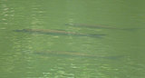 Click image for larger version.&nbsp;

Name:	fish_floyds.jpg&nbsp;
Views:	1149&nbsp;
Size:	30.4 KB&nbsp;
ID:	11771