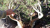 Click image for larger version.&nbsp;

Name:	DSC01160.jpg&nbsp;
Views:	687&nbsp;
Size:	104.7 KB&nbsp;
ID:	12037