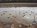 Click image for larger version.&nbsp;

Name:	decoyspread20001.jpg&nbsp;
Views:	447&nbsp;
Size:	93.6 KB&nbsp;
ID:	14201