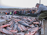 Click image for larger version.&nbsp;

Name:	Asian carp tourney.jpg&nbsp;
Views:	419&nbsp;
Size:	83.7 KB&nbsp;
ID:	15192