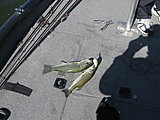 Click image for larger version.&nbsp;

Name:	KY Lake 2010-09-05_10-01-33.jpg&nbsp;
Views:	172&nbsp;
Size:	73.2 KB&nbsp;
ID:	15470