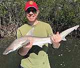 Click image for larger version.&nbsp;

Name:	March2018AlShark.jpg&nbsp;
Views:	201&nbsp;
Size:	197.8 KB&nbsp;
ID:	16453