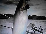 Click image for larger version.&nbsp;

Name:	ohio river fish.jpg&nbsp;
Views:	502&nbsp;
Size:	40.6 KB&nbsp;
ID:	1647