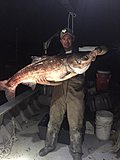 Click image for larger version.&nbsp;

Name:	Bighead carp.jpg&nbsp;
Views:	402&nbsp;
Size:	44.7 KB&nbsp;
ID:	16527