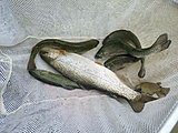Click image for larger version.&nbsp;

Name:	stocked trout.jpg&nbsp;
Views:	180&nbsp;
Size:	95.2 KB&nbsp;
ID:	16597