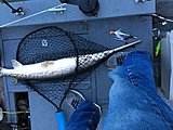 Click image for larger version.&nbsp;

Name:	B67BB729-52B8-4C26-9696-AC1CC78E4C47.jpg&nbsp;
Views:	226&nbsp;
Size:	73.7 KB&nbsp;
ID:	16703
