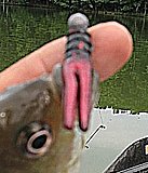 Click image for larger version.&nbsp;

Name:	red pear lam claw.jpg&nbsp;
Views:	470&nbsp;
Size:	34.4 KB&nbsp;
ID:	17414