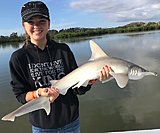Click image for larger version.&nbsp;

Name:	December2018KayleeShark.jpg&nbsp;
Views:	254&nbsp;
Size:	88.7 KB&nbsp;
ID:	17831