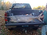 Click image for larger version.&nbsp;

Name:	CumberlandPaddlefish2.jpg&nbsp;
Views:	534&nbsp;
Size:	83.5 KB&nbsp;
ID:	18360