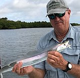 Click image for larger version.&nbsp;

Name:	June2019 CaptMikeCutlassfish.jpg&nbsp;
Views:	217&nbsp;
Size:	126.3 KB&nbsp;
ID:	18856