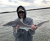 Click image for larger version.&nbsp;

Name:	March 2020 Al Shark.jpg&nbsp;
Views:	213&nbsp;
Size:	69.3 KB&nbsp;
ID:	19805
