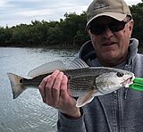 Click image for larger version.&nbsp;

Name:	May 2020 Al Redfish.jpg&nbsp;
Views:	229&nbsp;
Size:	115.6 KB&nbsp;
ID:	19930