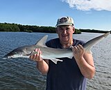 Click image for larger version.&nbsp;

Name:	Nov 2020 Bob Shark.jpg&nbsp;
Views:	212&nbsp;
Size:	92.3 KB&nbsp;
ID:	20296