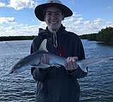 Click image for larger version.&nbsp;

Name:	Jan 2021 Joey Shark.jpg&nbsp;
Views:	183&nbsp;
Size:	77.7 KB&nbsp;
ID:	20373
