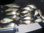 Name:  SHL July Crappie.jpg
Views: 208
Size:  4.1 KB