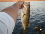 Name:  SHbassJuly.jpg
Views: 159
Size:  3.6 KB