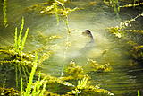 Click image for larger version.&nbsp;

Name:	DSC_0394_2.jpg&nbsp;
Views:	251&nbsp;
Size:	58.1 KB&nbsp;
ID:	4000