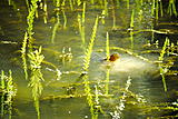 Click image for larger version.&nbsp;

Name:	DSC_0174_2.jpg&nbsp;
Views:	236&nbsp;
Size:	62.5 KB&nbsp;
ID:	4001