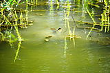 Click image for larger version.&nbsp;

Name:	DSC_0587.jpg&nbsp;
Views:	247&nbsp;
Size:	52.3 KB&nbsp;
ID:	4002
