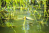 Click image for larger version.&nbsp;

Name:	DSC_0482.jpg&nbsp;
Views:	250&nbsp;
Size:	66.3 KB&nbsp;
ID:	4003