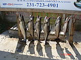 Click image for larger version.&nbsp;

Name:	Salmon 2012-09-01 12-28-39.jpg&nbsp;
Views:	302&nbsp;
Size:	64.9 KB&nbsp;
ID:	4055
