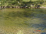 Click image for larger version.&nbsp;

Name:	Salmon 2012-09-02 16-17-08.jpg&nbsp;
Views:	247&nbsp;
Size:	70.1 KB&nbsp;
ID:	4061