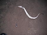 Click image for larger version.&nbsp;

Name:	Fishing 5 11 2012 014.jpg&nbsp;
Views:	520&nbsp;
Size:	31.6 KB&nbsp;
ID:	4159