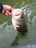 Click image for larger version.&nbsp;

Name:	6 lb bass 3.jpg&nbsp;
Views:	324&nbsp;
Size:	32.5 KB&nbsp;
ID:	4192