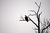 Click image for larger version.&nbsp;

Name:	DSC_0002_2.jpg&nbsp;
Views:	169&nbsp;
Size:	22.7 KB&nbsp;
ID:	4371