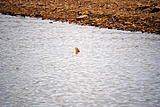 Click image for larger version.&nbsp;

Name:	DSC_0155.jpg&nbsp;
Views:	212&nbsp;
Size:	58.1 KB&nbsp;
ID:	4413