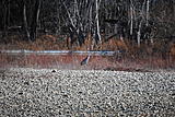 Click image for larger version.&nbsp;

Name:	DSC_0052.jpg&nbsp;
Views:	213&nbsp;
Size:	82.7 KB&nbsp;
ID:	4420