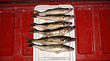 Click image for larger version.&nbsp;

Name:	SaugerNight.jpg&nbsp;
Views:	288&nbsp;
Size:	45.2 KB&nbsp;
ID:	4467