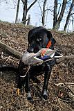 Click image for larger version.&nbsp;

Name:	labmallard.jpg&nbsp;
Views:	214&nbsp;
Size:	35.1 KB&nbsp;
ID:	4500