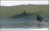 Click image for larger version.&nbsp;

Name:	This is the reason I fish and don't surf.jpg&nbsp;
Views:	262&nbsp;
Size:	31.5 KB&nbsp;
ID:	4607