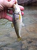 Click image for larger version.&nbsp;

Name:	strange fish.jpg&nbsp;
Views:	329&nbsp;
Size:	39.9 KB&nbsp;
ID:	4683
