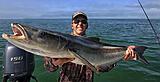 Click image for larger version.&nbsp;

Name:	1413cobia.jpg&nbsp;
Views:	206&nbsp;
Size:	78.0 KB&nbsp;
ID:	4685