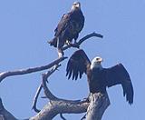 Click image for larger version.&nbsp;

Name:	JanLate2013Eagle.jpg&nbsp;
Views:	216&nbsp;
Size:	16.1 KB&nbsp;
ID:	4691