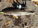 Click image for larger version.&nbsp;

Name:	SAUGER2.jpg&nbsp;
Views:	553&nbsp;
Size:	82.4 KB&nbsp;
ID:	4767