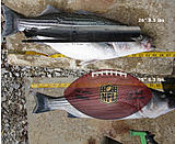 Click image for larger version.&nbsp;

Name:	Hybrid and Striper Combined image football football on striper.jpg&nbsp;
Views:	205&nbsp;
Size:	95.1 KB&nbsp;
ID:	5299